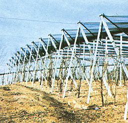 Pali precompressi per vigna